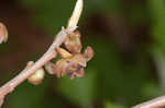 Smallflower pawpaw